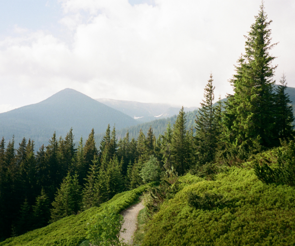 poza WWFSouthern Carpathians pagina Our work 2 -