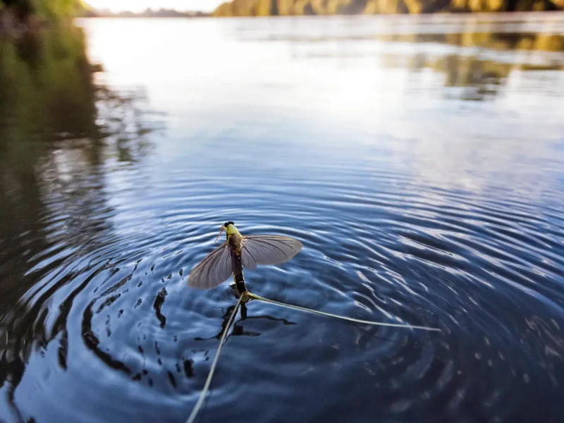 Jointisza_wwf hungary