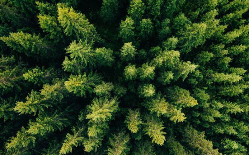 aerial-top-view-of-summer-green-trees-in-forest