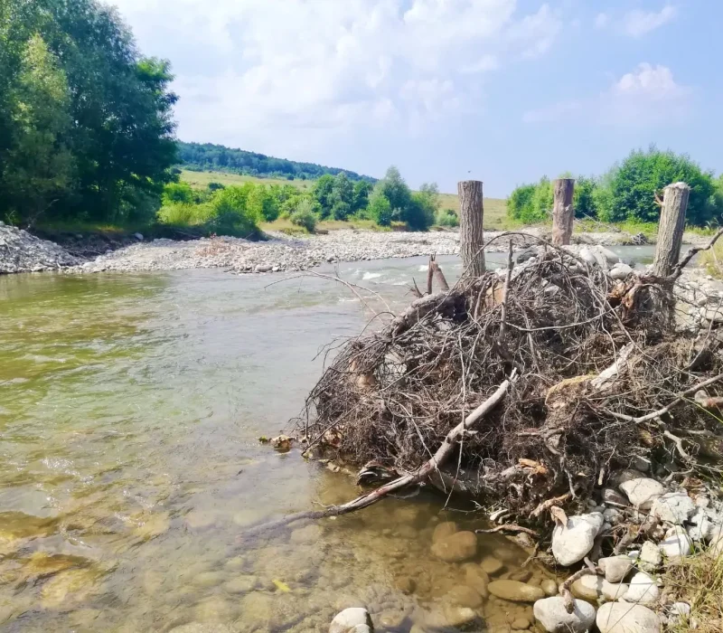 poza proiect Fish for Life